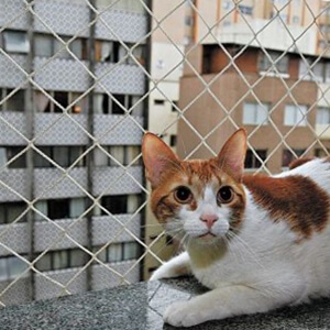 Telas para Gatos em Campo Limpo Paulista